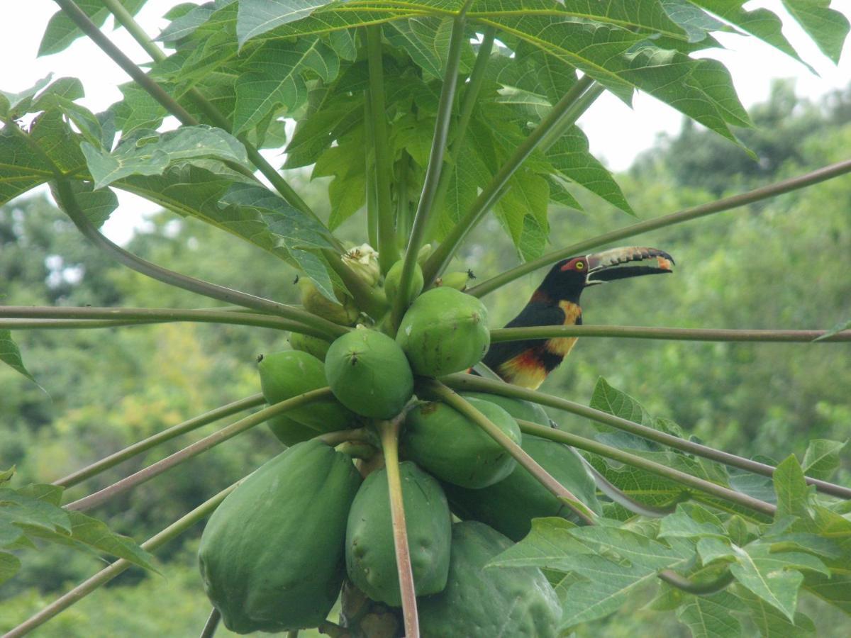 Dunarinka Minca Ngoại thất bức ảnh